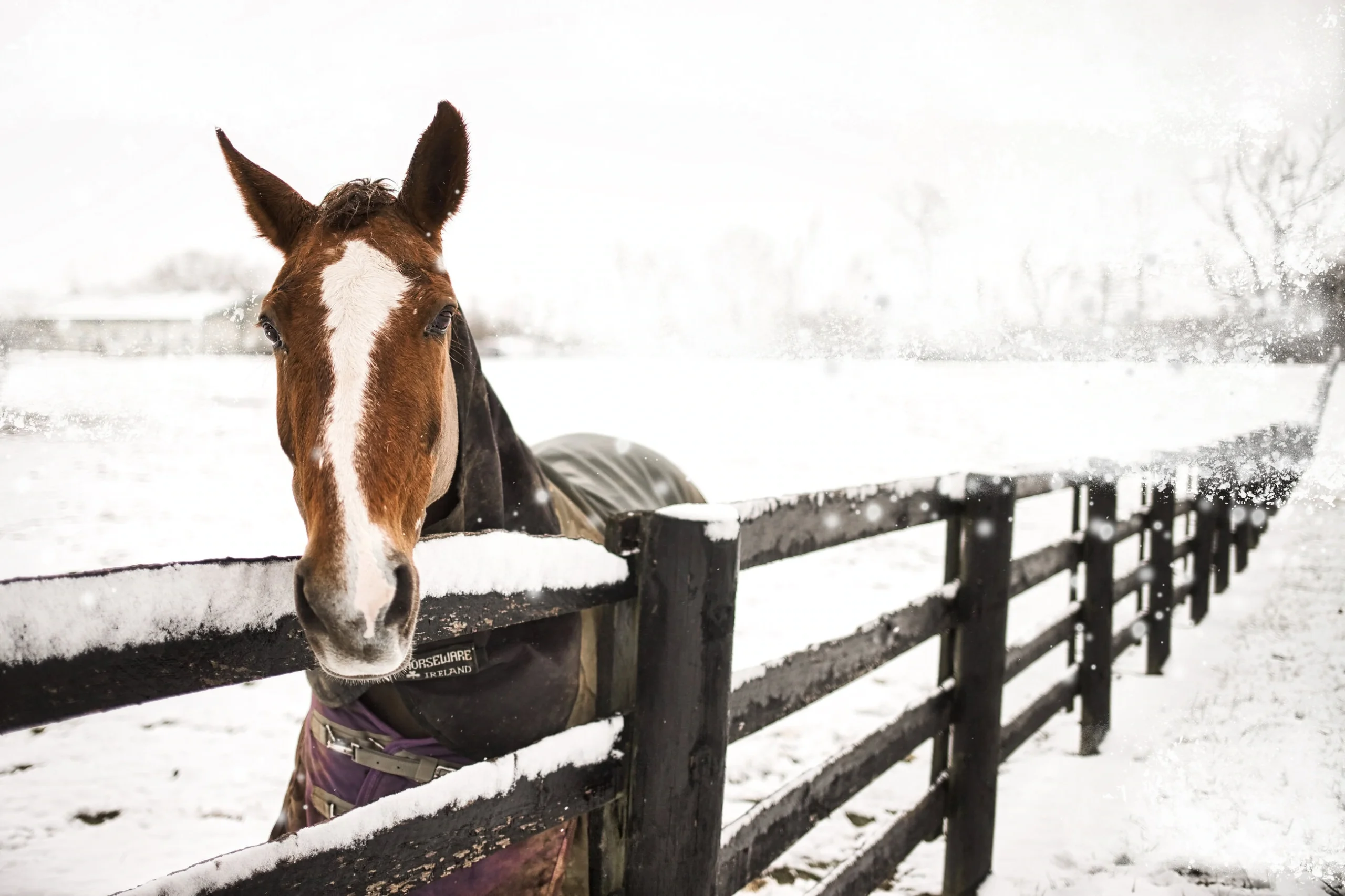 Pferd Winter Koppel