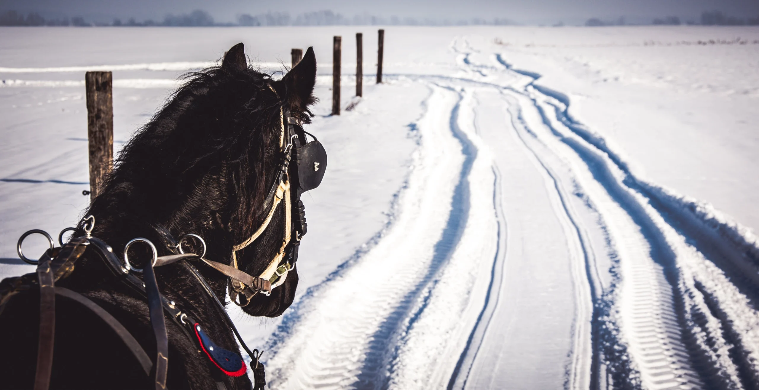 Pferd Winter Kutschenfahrt